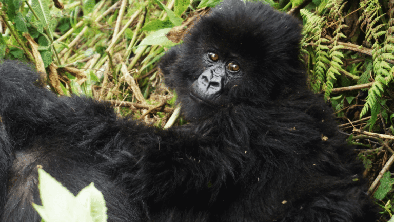 Gorillas10