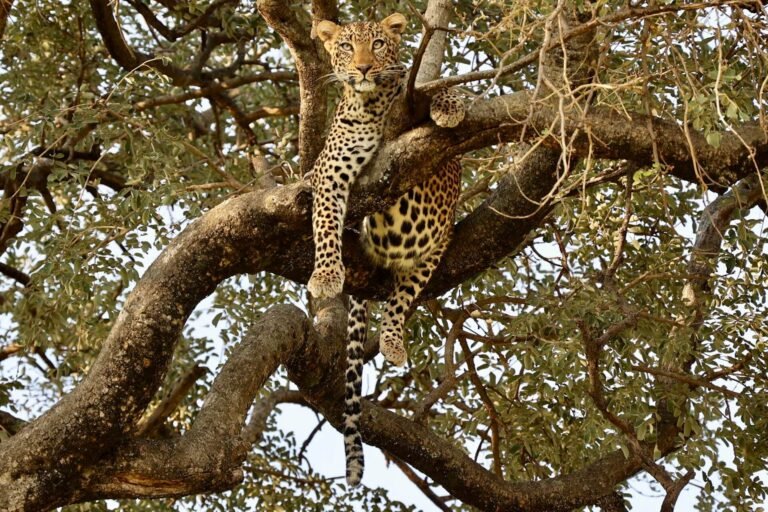 uzuri-safaris-tanzania-tyxN9RIba8U-unsplash